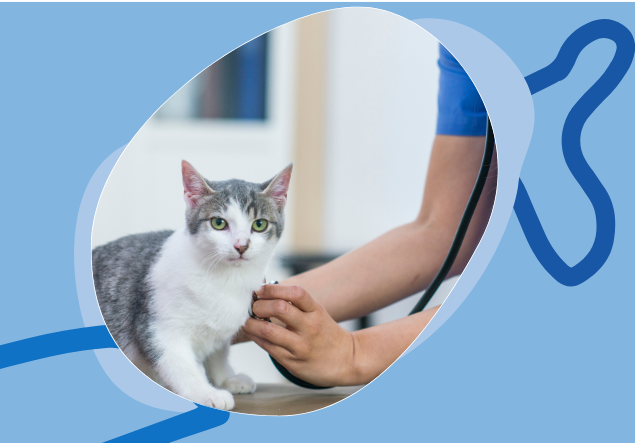 Servicios veterinarios en Ibiza