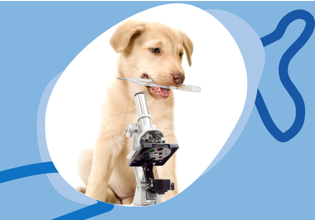 Servicios veterinarios en Ibiza