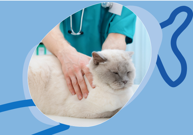 Servicios veterinarios en Ibiza