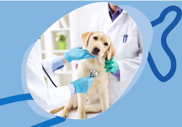 Servicios veterinarios en Ibiza