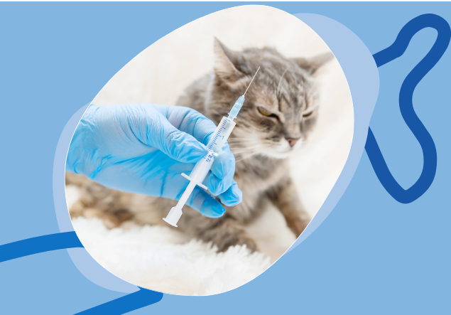 Servicios veterinarios en Ibiza