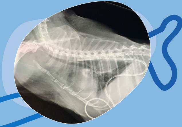 Radiología CV pitiuso