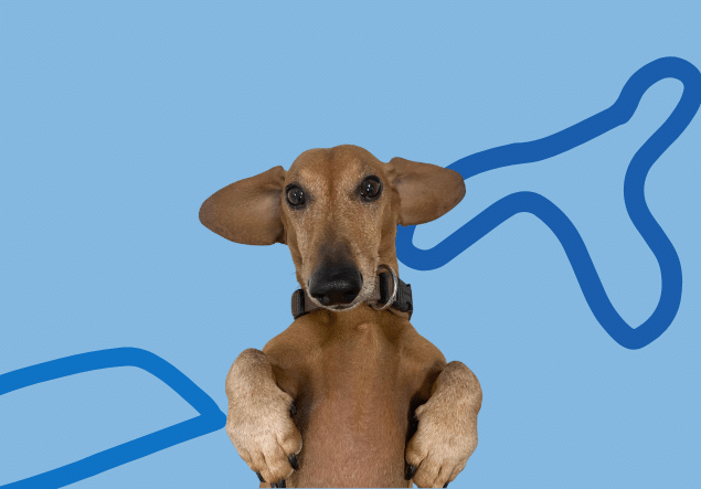 Perro tumbado home Pitiuso